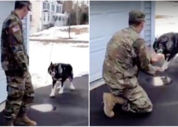 ‘Wolf-Dog’ Barks At Man, Then Realizes It’s His Military Dad He Missed
