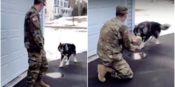 ‘Wolf-Dog’ Barks At Man, Then Realizes It’s His Military Dad He Missed