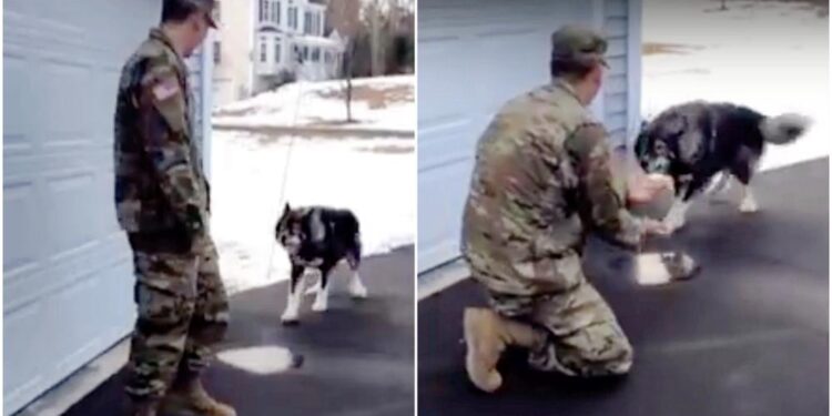 ‘Wolf-Dog’ Barks At Man, Then Realizes It’s His Military Dad He Missed