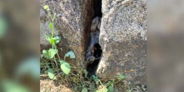 Construction Workers Call For Backup When They See A Face Trapped Between Rocks
