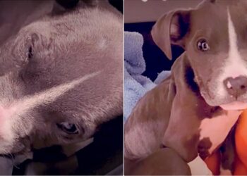 From Park Basket to Loving Home: The Miraculous Turnaround of Stormi the Puppy