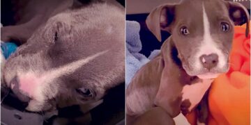 From Park Basket to Loving Home: The Miraculous Turnaround of Stormi the Puppy