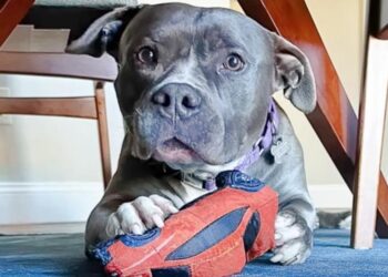 Deaf Pit Bull Was Discarded For Being Too Gentle And Sweet
