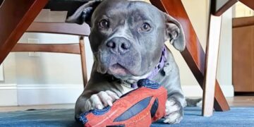 Deaf Pit Bull Was Discarded For Being Too Gentle And Sweet