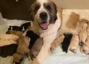 Dog Mom Adopts Six More Pups, Now Has a Litter of 17
