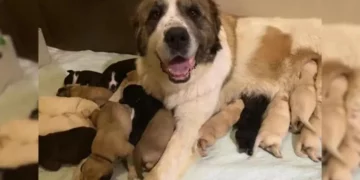 Dog Mom Adopts Six More Pups, Now Has a Litter of 17
