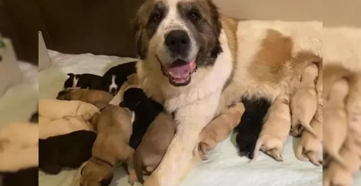 Dog Mom Adopts Six More Pups, Now Has a Litter of 17