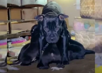 Mother Dog and Puppies Rescued from Old Empty House