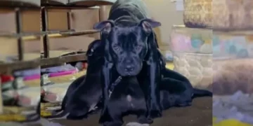 Mother Dog and Puppies Rescued from Old Empty House