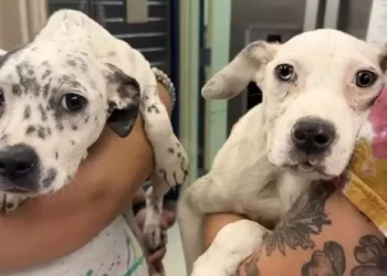 Bonded Siblings: Puppies Lean on Each Other in Their Brave Battle for Survival