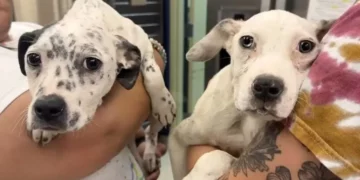 Bonded Siblings: Puppies Lean on Each Other in Their Brave Battle for Survival