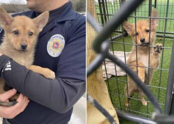 DNA Test Identifies ‘Unknown Animal’ Rescued by Police