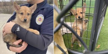 DNA Test Identifies ‘Unknown Animal’ Rescued by Police