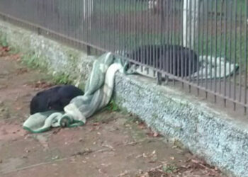 Puppy Shares Blanket with Homeless Dog on Cold Night: A Touching Act of Kindness