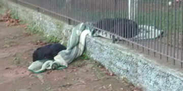 Puppy Shares Blanket with Homeless Dog on Cold Night: A Touching Act of Kindness