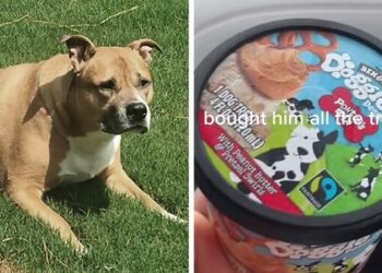 Heartwarming Video Chronicles a Dog’s Final Day, Moving Nearly 10 Million Viewers Globally