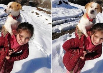 Little Girl Braves Through Heavy Snow To Get Help For Her Sick Dog.