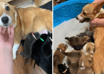 Corgi Cares for Abandoned Pit Bull Puppies Like They’re Her Own.