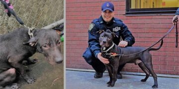 Officer Adopts Stray Dog He Found During a Rainstorm