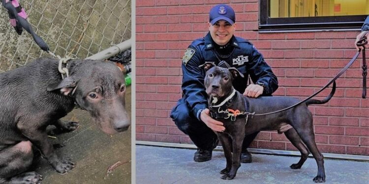 Officer Adopts Stray Dog He Found During a Rainstorm