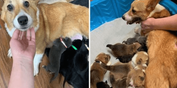 Corgi Cares for Abandoned Pit Bull Puppies Like They’re Her Own.