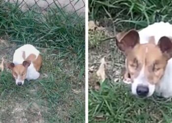 Man Transforms Life for Tiny Pup Lost in a Sightless World.