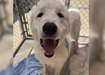 Dog Found Chained to a Fence with a Note Continues to Hold Onto Hope