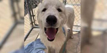 Dog Found Chained to a Fence with a Note Continues to Hold Onto Hope