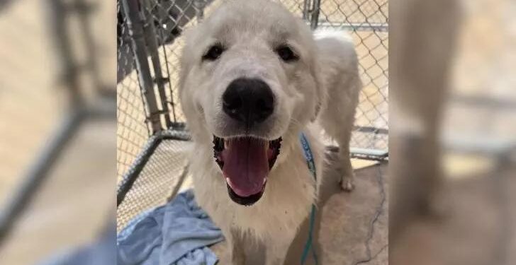 Dog Found Chained to a Fence with a Note Continues to Hold Onto Hope