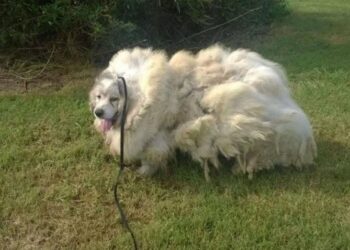 Dog ‘Trapped’ to a Barn for 6 Years Receives a Stunning Transformation and a Fresh Start in Life