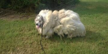 Dog ‘Trapped’ to a Barn for 6 Years Receives a Stunning Transformation and a Fresh Start in Life