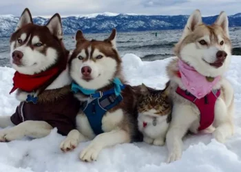 Kitten Saved by Loving Dog Now is Part of Husky Pack