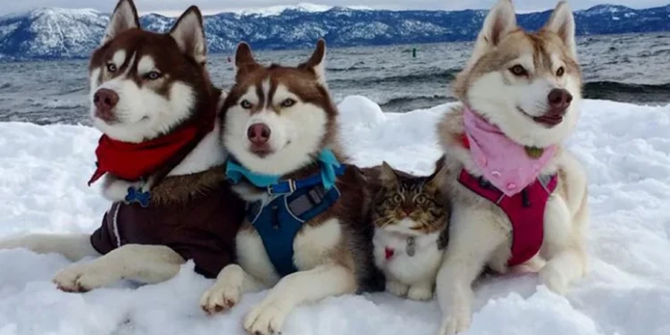 Kitten Saved by Loving Dog Now is Part of Husky Pack