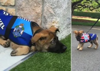Police Dog Fired for Being Too Friendly Lands a Royal Job Instead