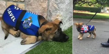 Police Dog Fired for Being Too Friendly Lands a Royal Job Instead