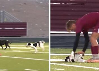 Dog Demands Belly Rubs in Soccer Game After Running onto Field with Buddy
