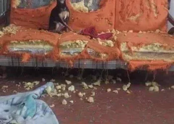 10 Hilarious Dogs That Decided to Be Bad Guys