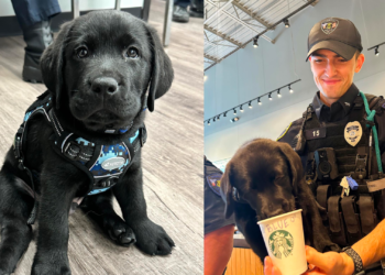 Lab Puppy Begins Role as Police Department’s First Comfort Dog (15 Photos)