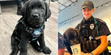 Lab Puppy Begins Role as Police Department’s First Comfort Dog (15 Photos)