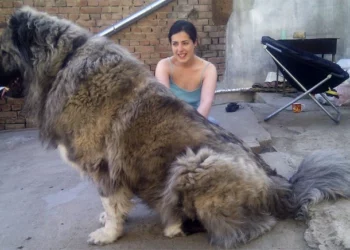 15 People Who Hoped for a Dog and Received a Furry Giant
