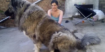 15 People Who Hoped for a Dog and Received a Furry Giant