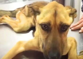 Dog Weighing Only 16 Pounds Makes Incredible Transformation