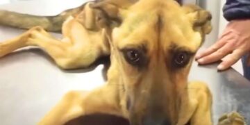 Dog Weighing Only 16 Pounds Makes Incredible Transformation