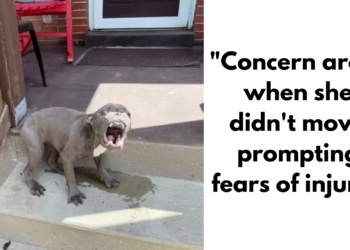 Family Surprised by a Puppy Who Refuses to Leave Their Porch!