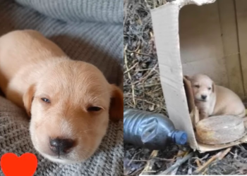 The Tiny Pup Was Left Alone, Quietly Looking for Its Mother’s Milk.