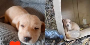 The Tiny Pup Was Left Alone, Quietly Looking for Its Mother’s Milk.