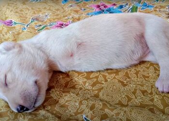 Abandoned Pup Without Front Legs Finds Love and Learns to Run: Her Inspiring Journey!