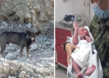 Dog’s Urgent Barking in Cebu Leads Biker to Heartfelt Discovery: A Tale of Unexpected Heroism