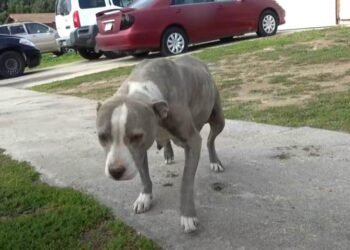 Pregnant Pitbull on Streets Seeks Help from Strangers