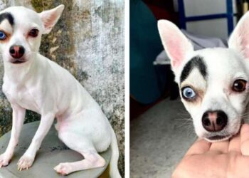 This Rescue Dog With Distinctive Characteristics Is Taking Over The Internet